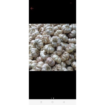 

Bawang Putih murah 23.000/kg