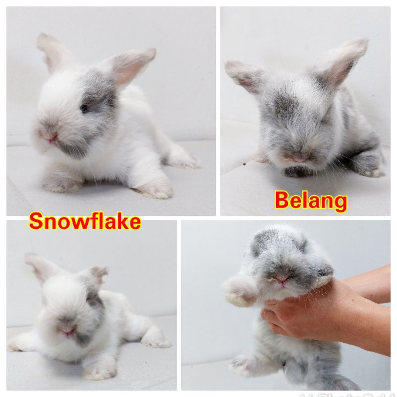 Kelinci Anggora Inggris A4