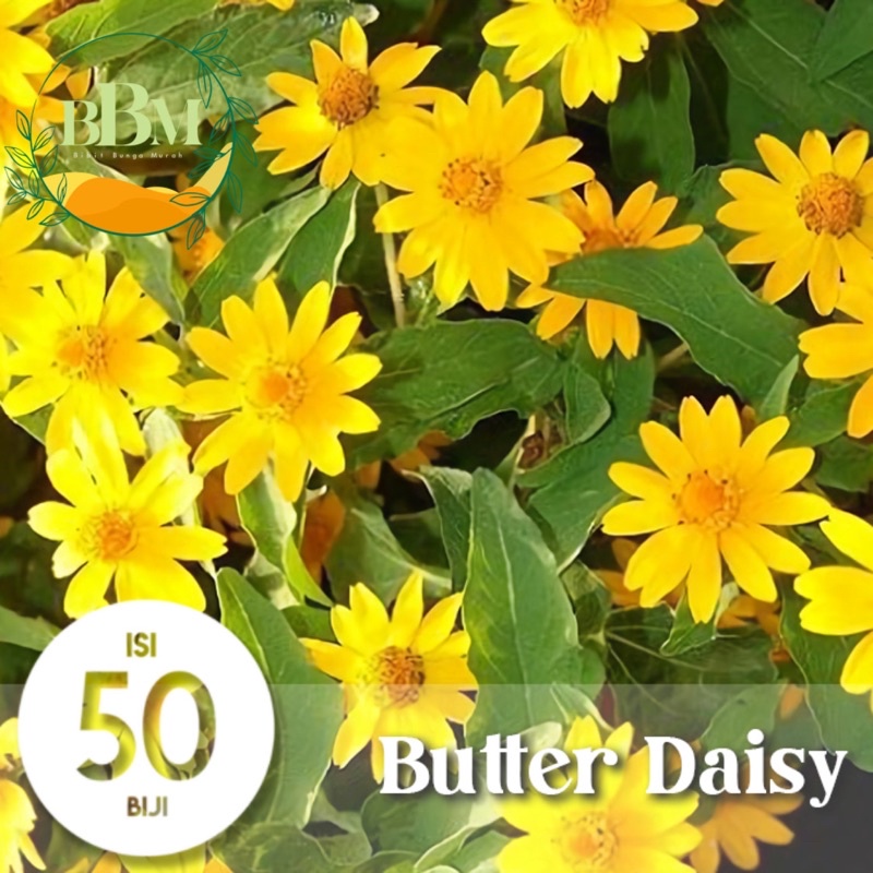 Benih Bunga matahari seribu bintang kuning indah