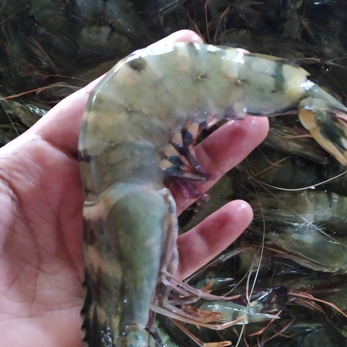 

UDANG PANCET BESAR ISI 1KG 15-30 EKOR @500GRAM