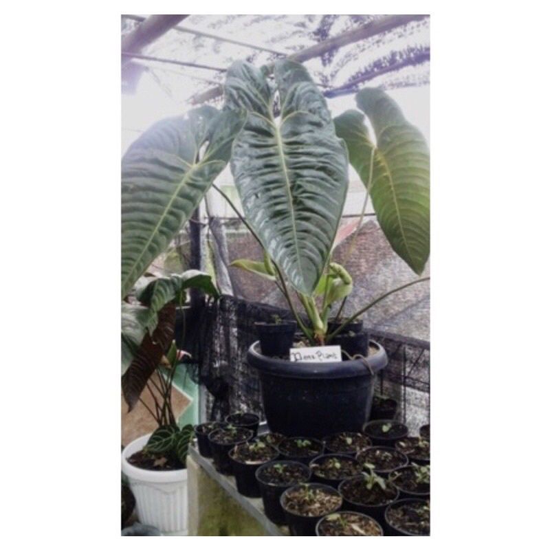 Anthurium King Veitchii Original