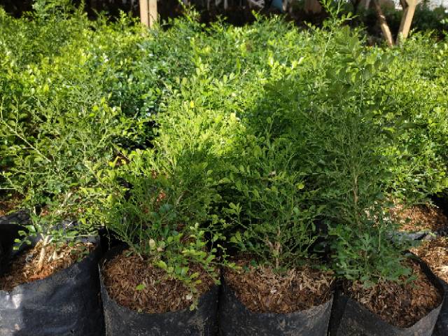 Bahan Bonsai Kemuning Micro