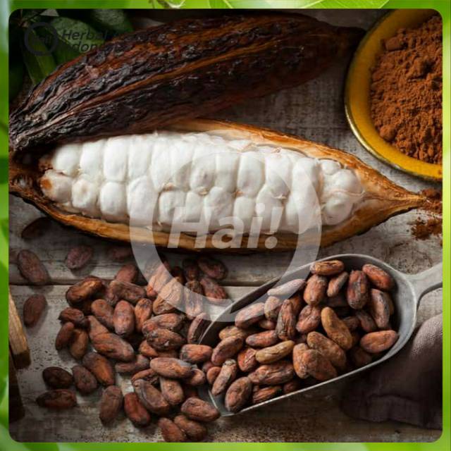 

Biji Benih Buah Coklat Kakao Super Premium Maica Leaf isi 5 Seeds HAI STORE