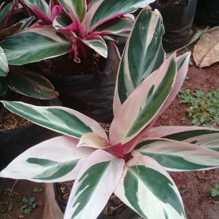 Calathea Multicolor - Tanaman Hias