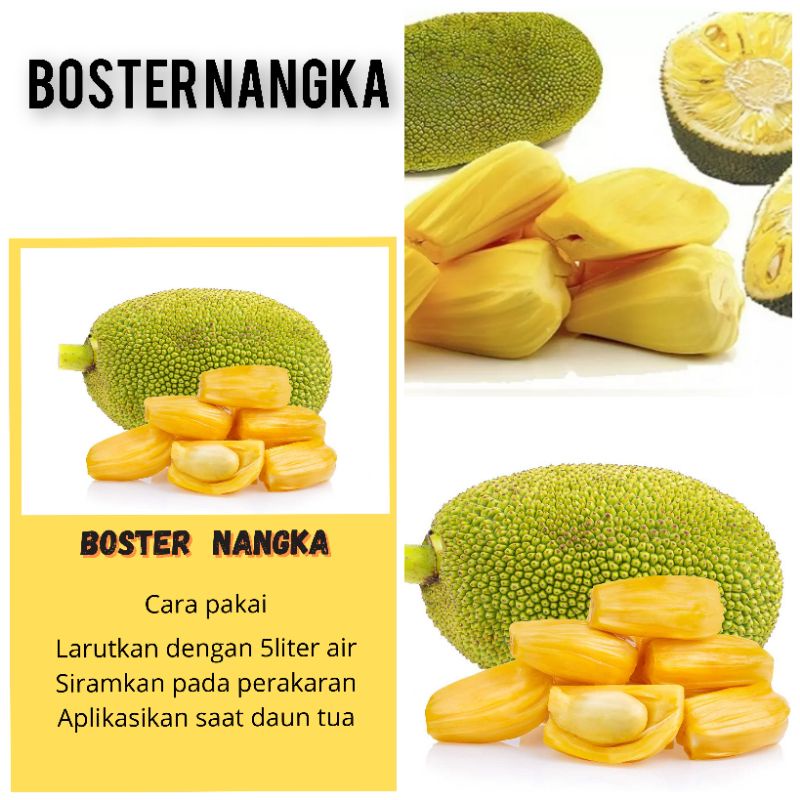 BOSTER POHON NANGKA BOSTER POHON CECEK BOSTER POHON GORI BOSTER BUAH BOSTER TANAMAN HIAS BOSTER SAYU