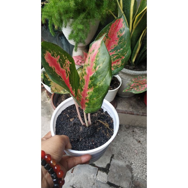 Bunga red kocin/ tanaman aglonema red kocin