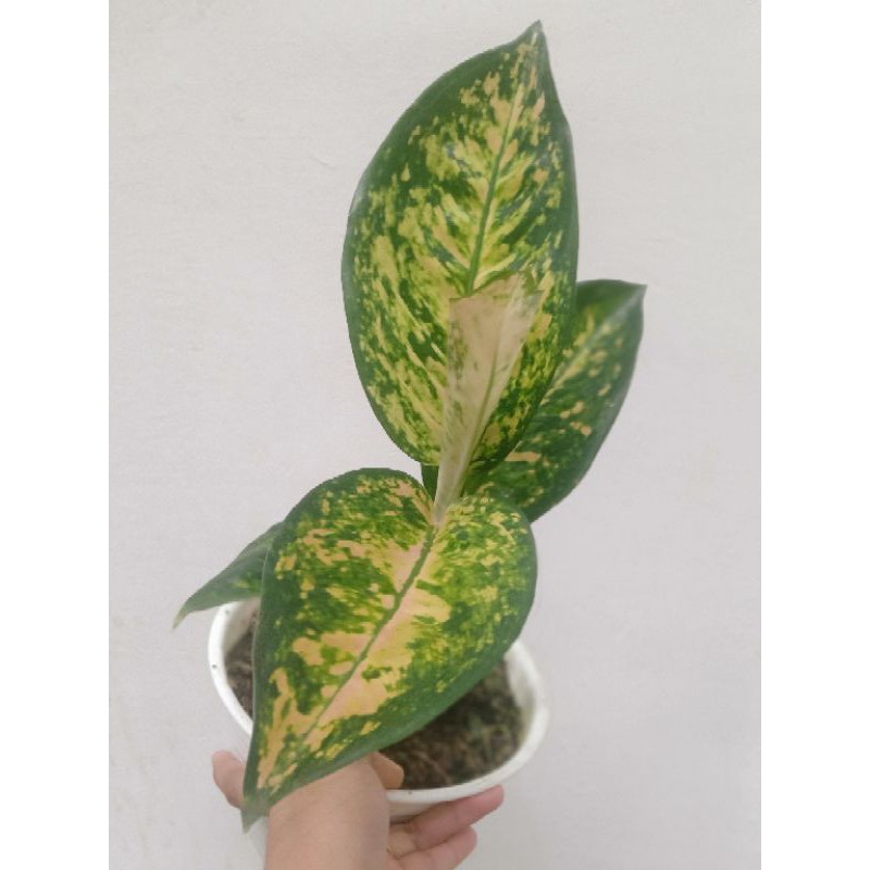 aglaonema sultan brunai kw indukan (dewasa)