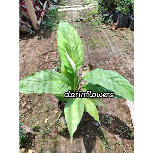 Tanaman hias peace lily sudah berbunga