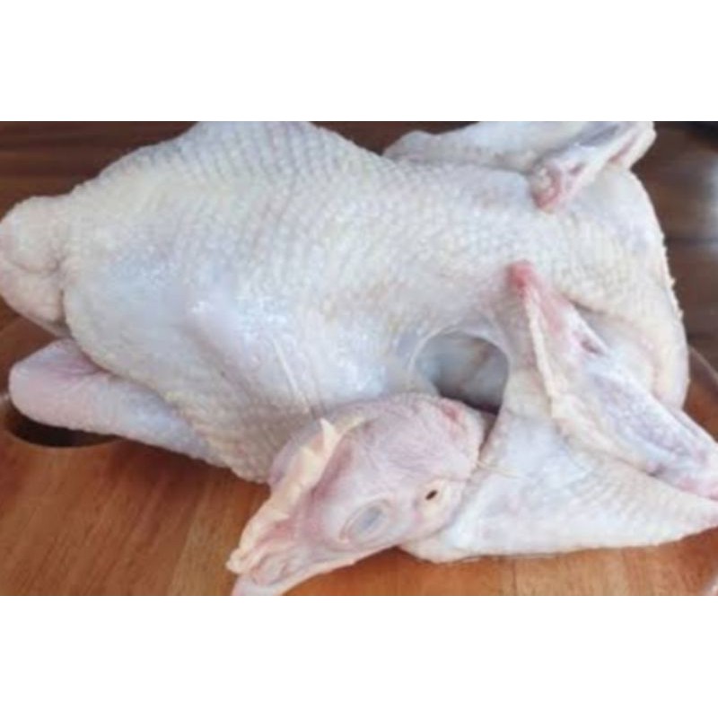 Jual Ayam Merah Ayam Petelur 1,5-1,8kg ayam potong | Shopee Indonesia