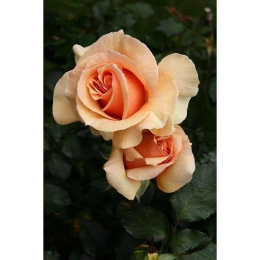 mawar peach apallan (tanpa duri)