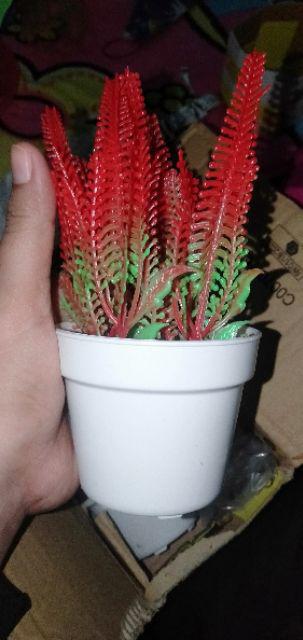 Ariani1318 Set Bunga Plastik Semanggi Dengan Pot Plastik Putih Bulat