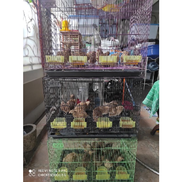 BURUNG PUYUH BETINA SIAP TELUR DEWASA HIDUP PST MANUK GEMAK PETELOR QUAIL EGG SEHAT LINCAH