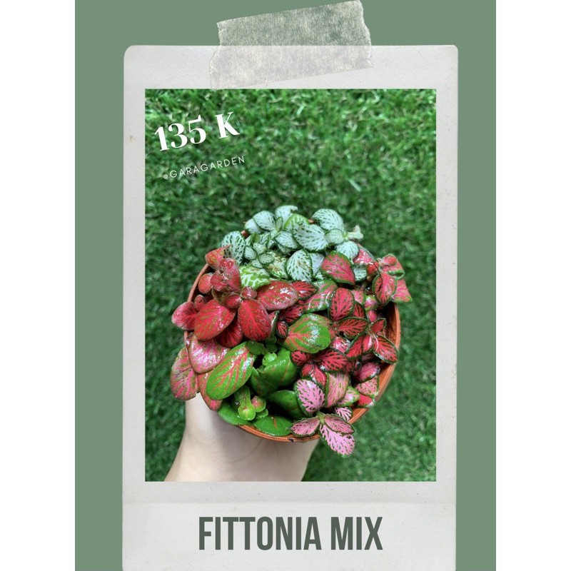 Fittonia Mix Import