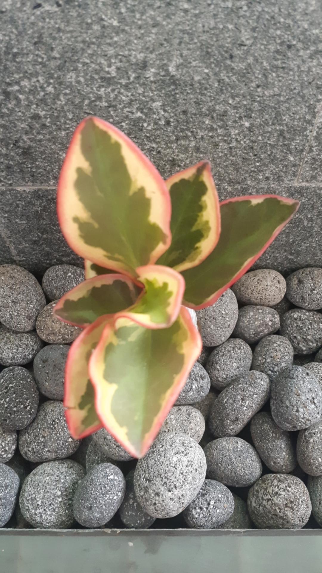 Tanaman Hias Peplan Merah/peperomia Clusiifolia Rainbow
