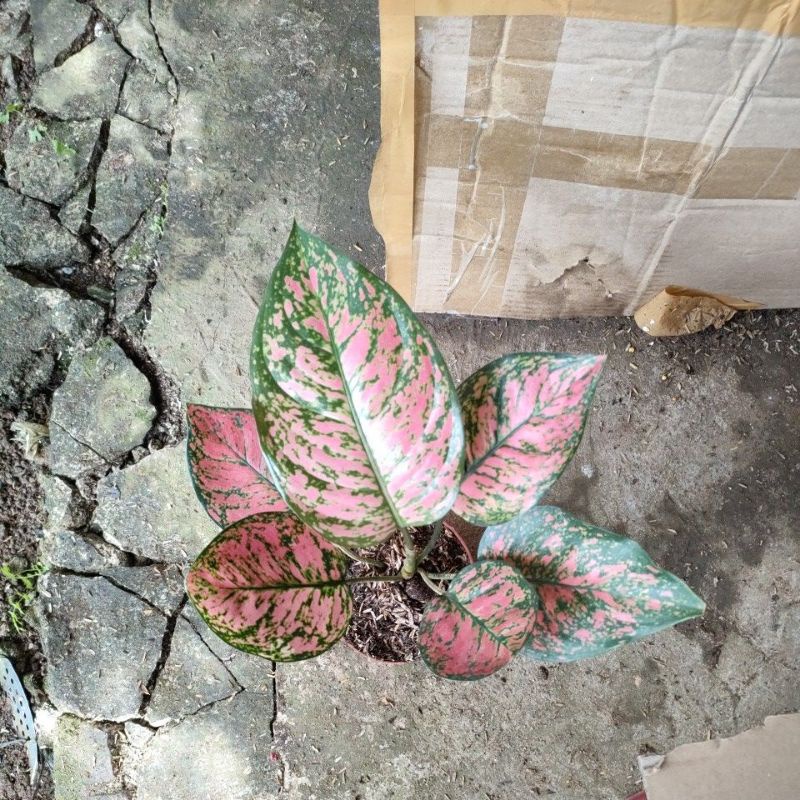 aglonema lady Valentin