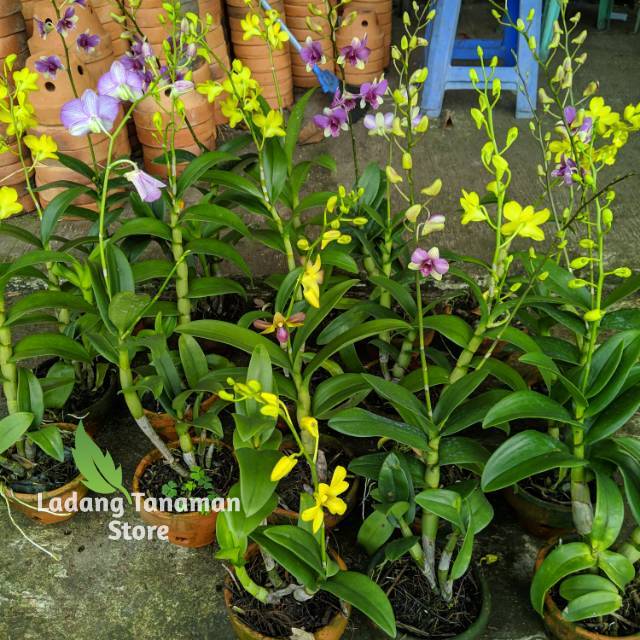 Anggrek dendrobium dewasa spike | bunga anggrek dendrobium