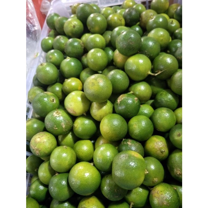 

jeruk sonkit/jeruk kunci/lemon cui original kalimantan berat 1 kg