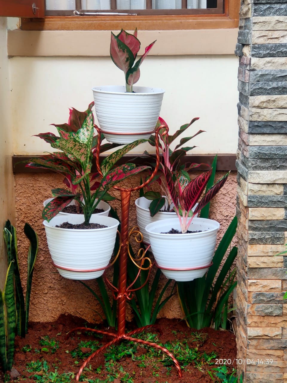 Aglonema Suksom Jaipong