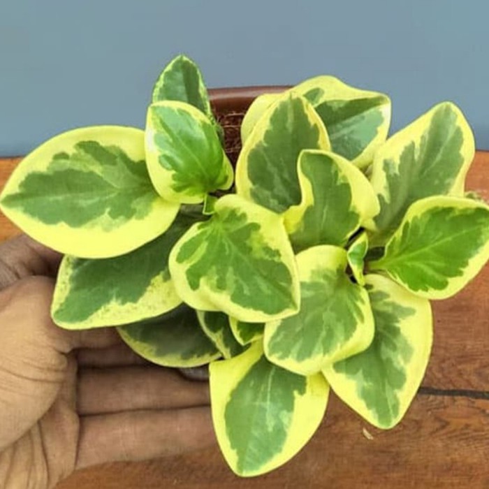 Tanaman hias siam jade teplan varigata