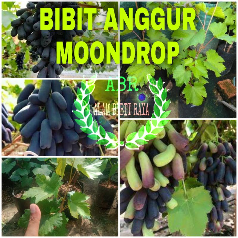 BIBIT ANGGUR IMPORT MOONDROP SUPER ORIGINAL
