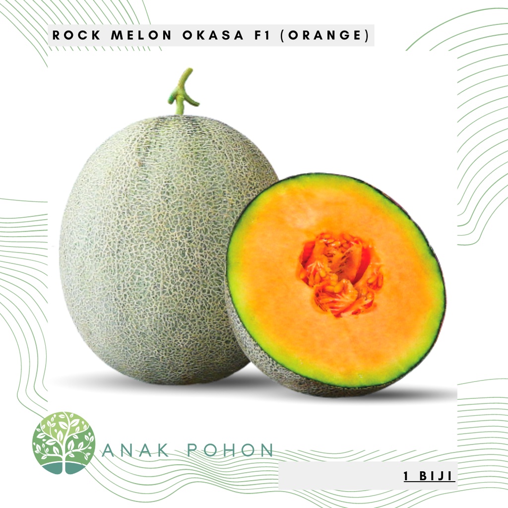 Benih Bibit Biji - Melon Okasa F1 Hibrida Sweet Rock Melon Orange Seeds - Panen Dalam 68 HST