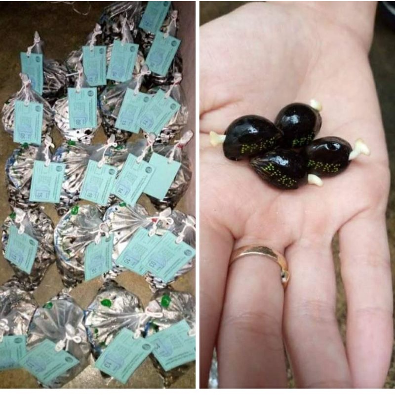 bibit cambah sawit simalungun unggul