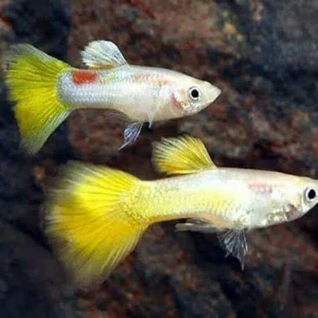 Ikan hias guppy yelow micarip pasangan