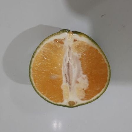 

JERUK MADU (ASLI KALIMANTAN)