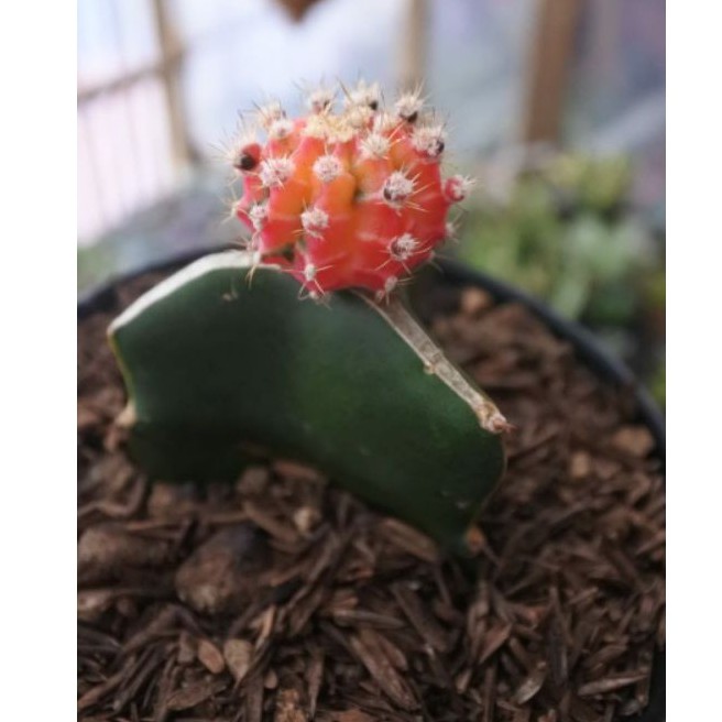 kaktus mihanovichi grafting