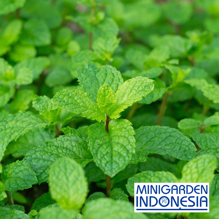 50 Benih Herbal Daun Mint F1 Mr. Fothergills Bibit tanaman obat sayur Sayuran herb