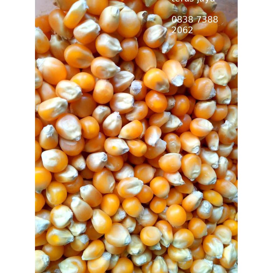 

promo murah Popcorn Mushroom kiloan Preferred Jumbo Mushroom Poprcorn best seller
