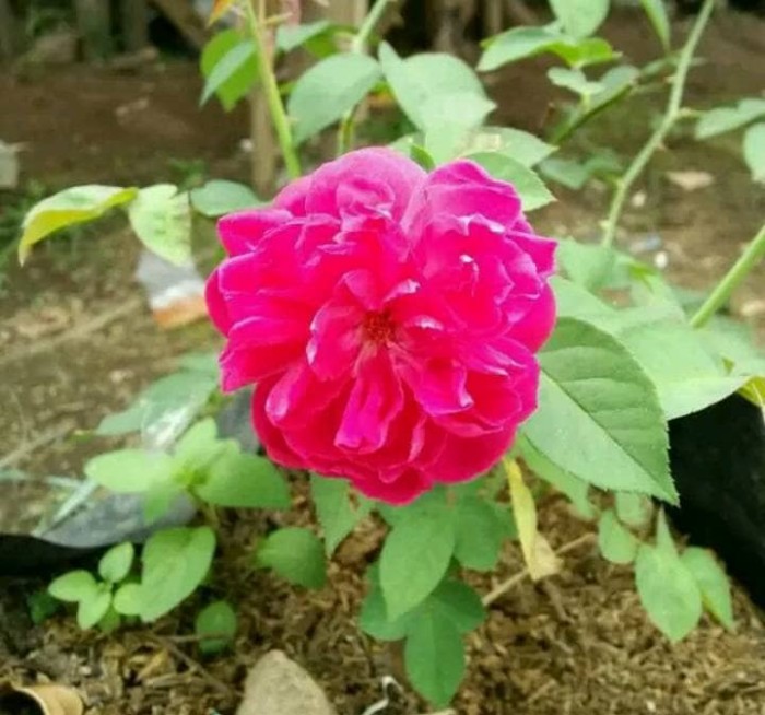 Bibit bunga mawar rambat