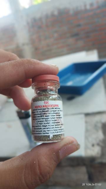 TELUR KUTU AIR MOINA MACROCOPPA BONUS PANDUAN KULTUR