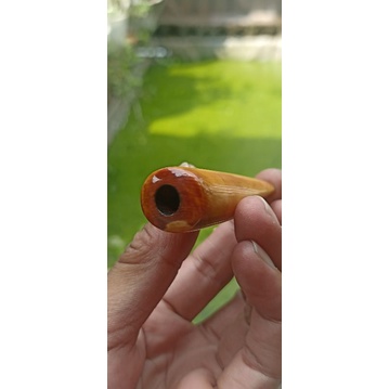 gg lokal kimcil