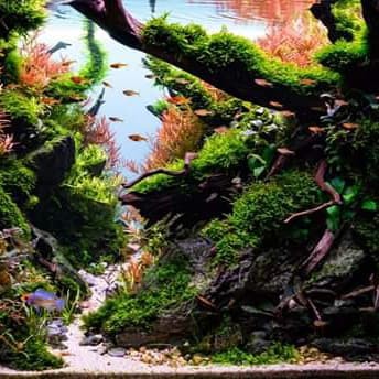 Aquarium Aquascape Full Set Design Jungle Style
