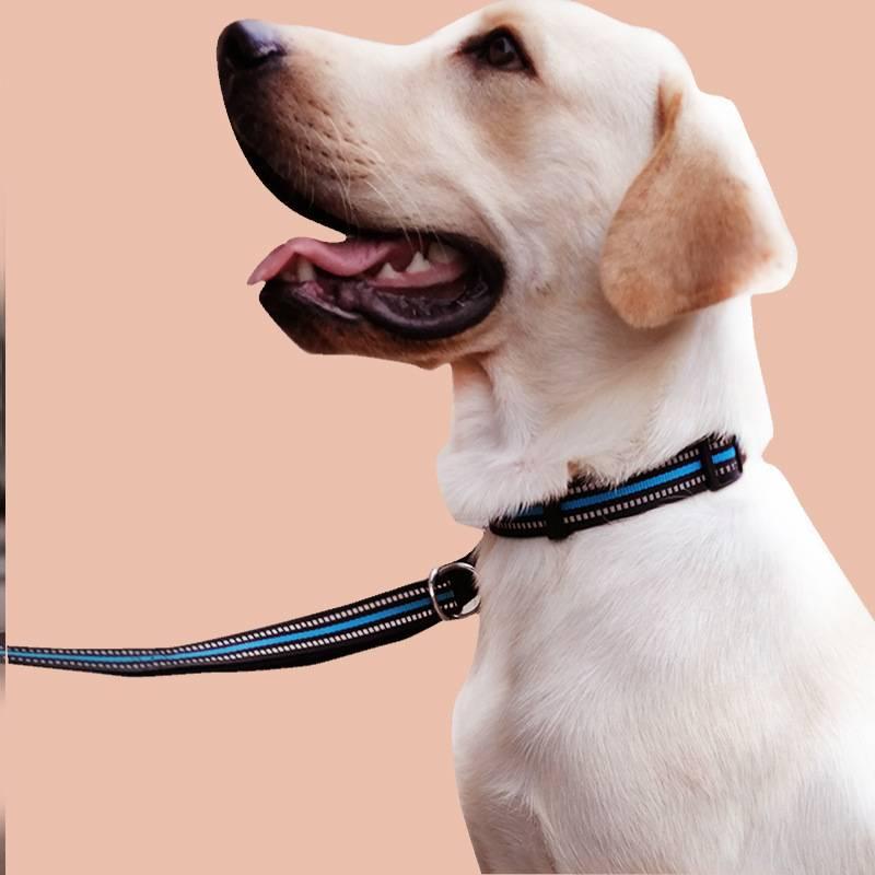 Kalung Leher Anjing Adjustable Bahan Nilon Ukuran Medium / Besar