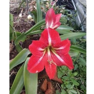 Umbi amarilis/bunga amarilis/bibit bunga amarilis/bibit umbi amarilis merah-3