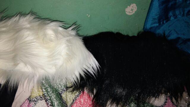 Cover Tissue Bulu Korea