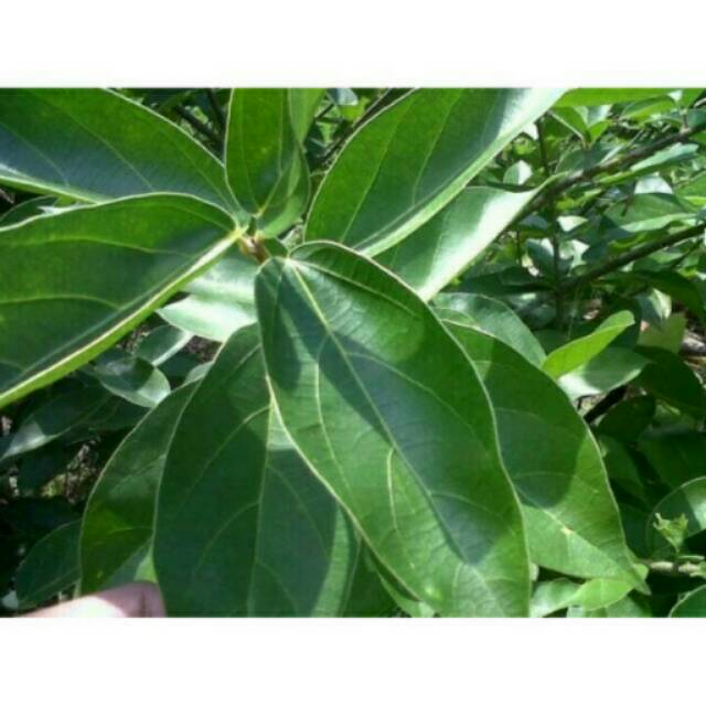 

KUKURING 1kg daun cincau segar