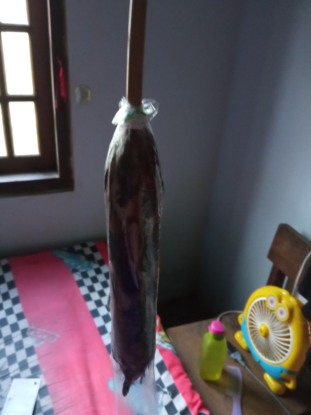 Kemoceng Bulu Ayam Kombinasi Ayam Arab - Grosir Souvenir Kemoceng Sulak Bulu Ulu Ayam Halus Murah