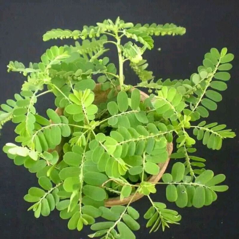 

Daun Meniran Segar Fresh 200 Gr | Obat Herbal