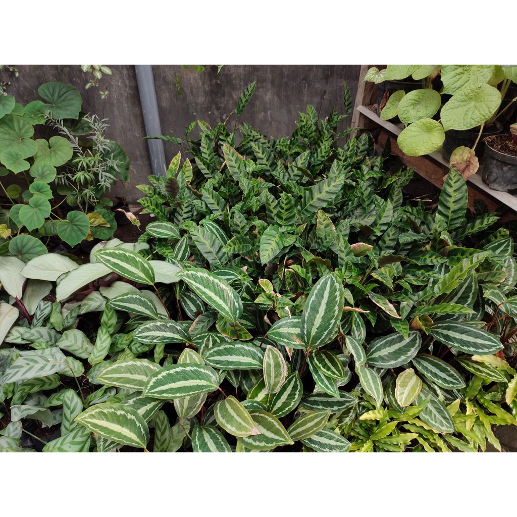 Syngonium Lumia Tanaman Hias Bunga Murah Syngonium Lumia Syngonium Murah