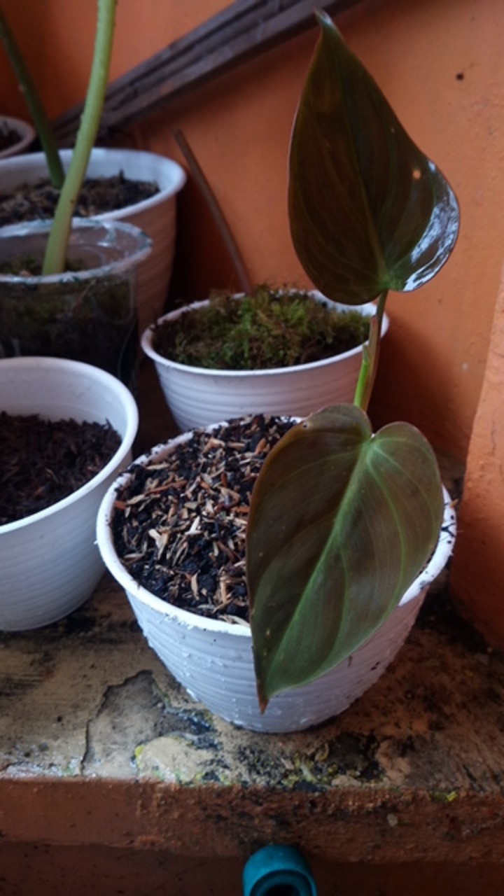 Tanaman Philodendron Melano