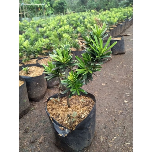 bonsai lohansung cincuan