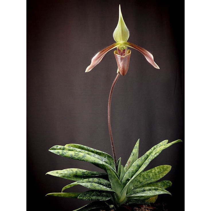Anggrek Paphiopedilum javanicum