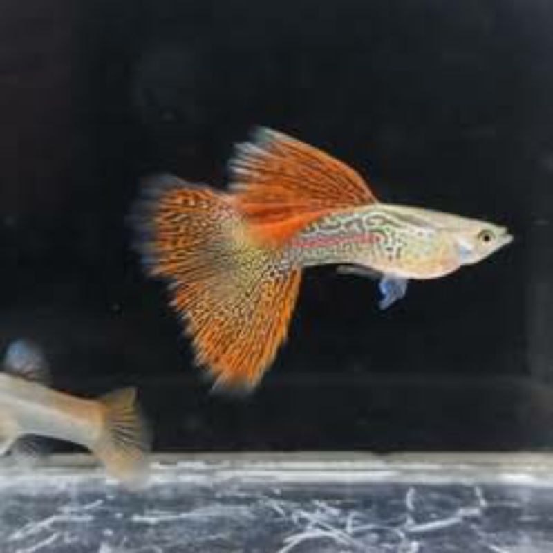Ikan Guppy Red Metalik Murah Sepasang
