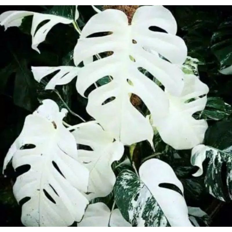monstera king variegata albino - bonggol/batang