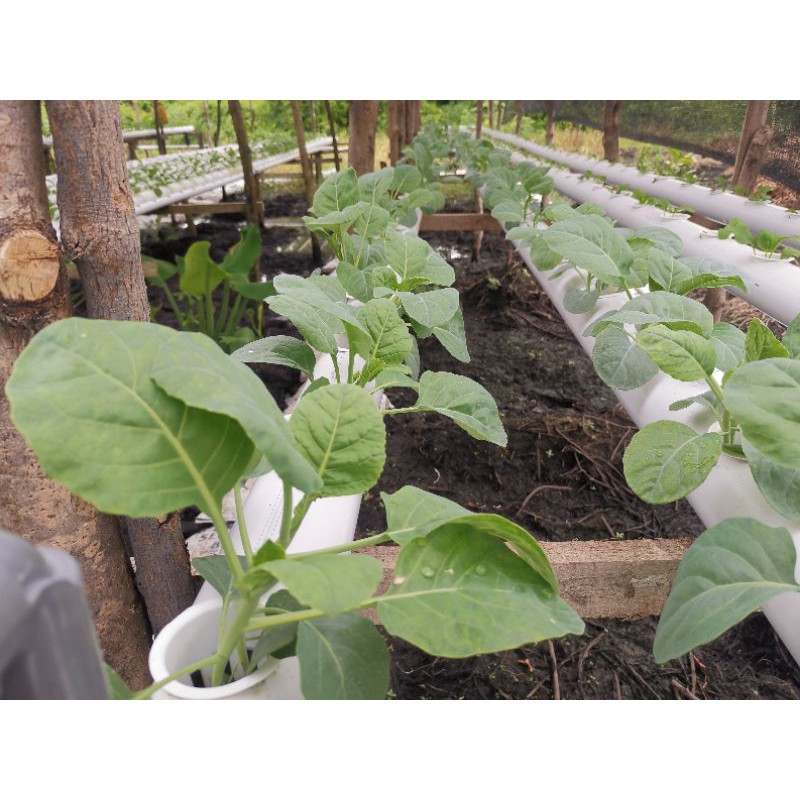 

sayur hidroponik