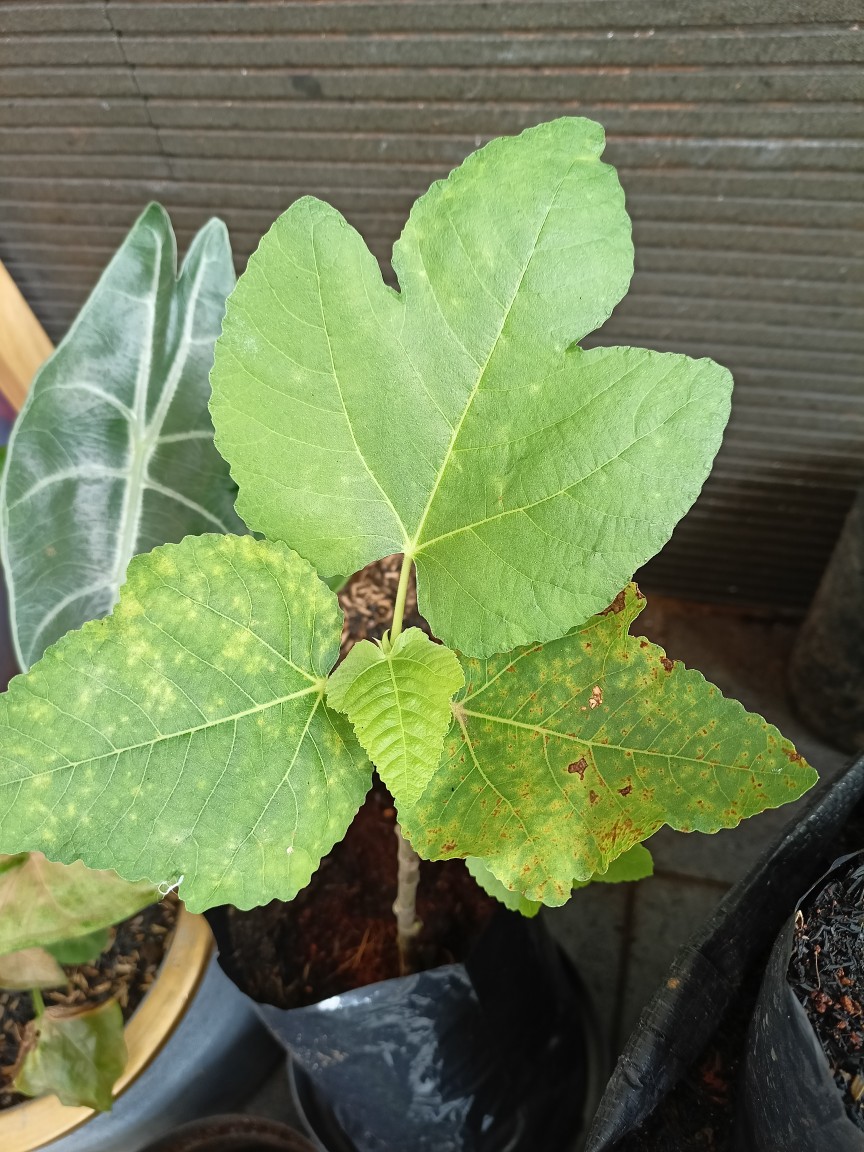 Bibit Buah Tin Unggul