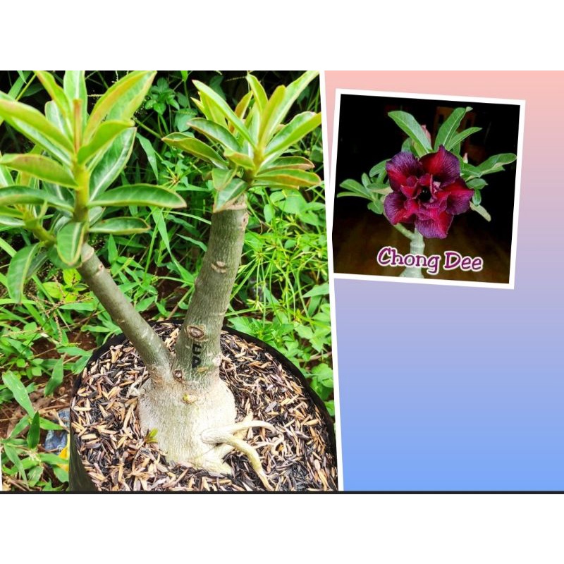 Adenium GRAFTING_size_C